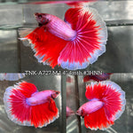 Live Male Betta Fancy Pink Lavender Halfmoon (TNK-A727) High quality what you see what you get!!