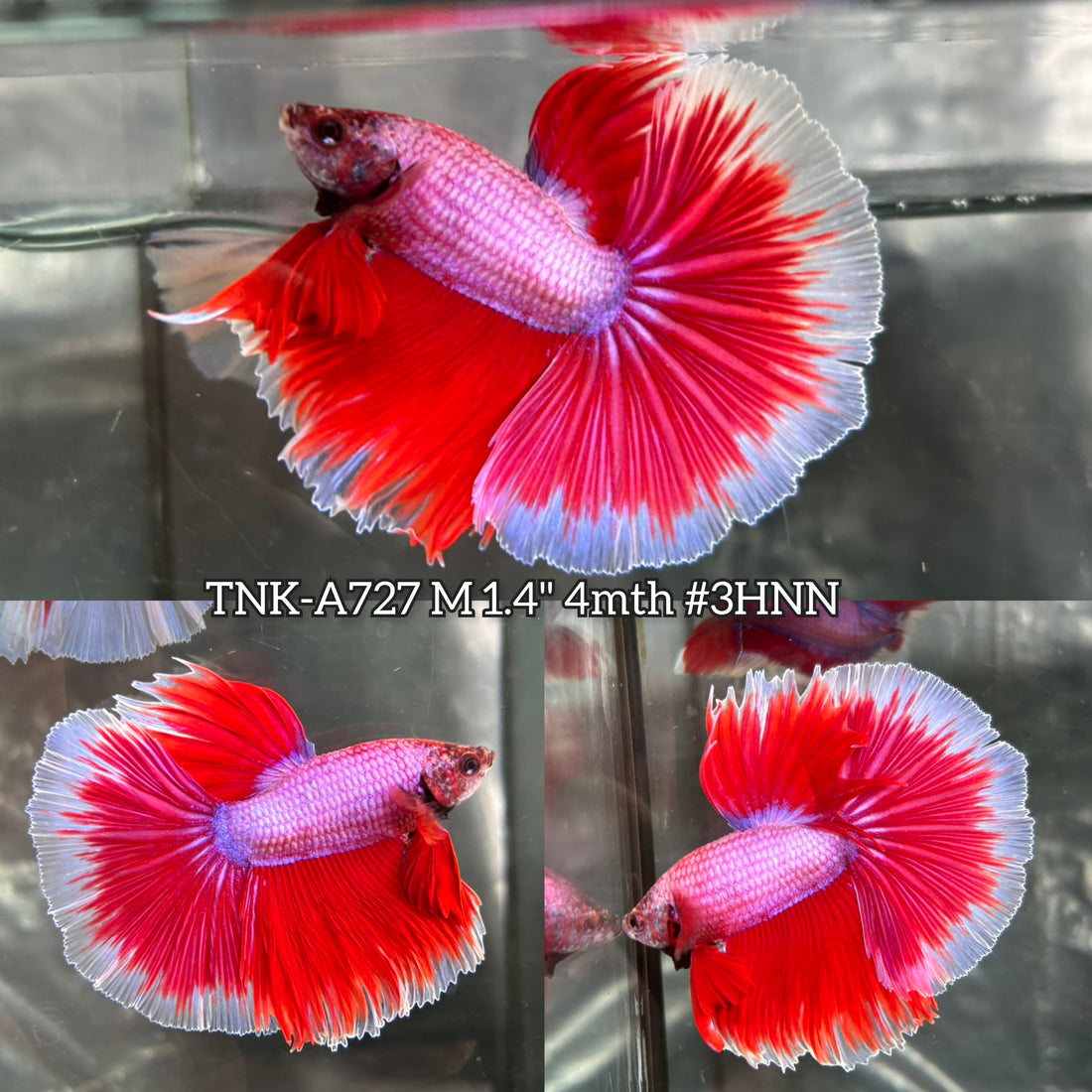 Live Male Betta Fancy Pink Lavender Halfmoon (TNK-A727) High quality what you see what you get!!