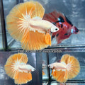 Live Male Betta Yellow Snow Dragon Halfmoon (TNK-A728) High quality what you see what you get!!