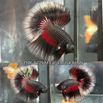 Live Male Betta Black Copper Red Tri-colors Over Halfmoon (TNK-A729) High quality what you see what you get!!