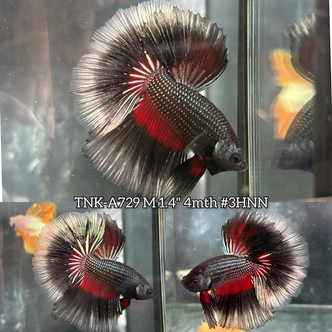 Live Male Betta Black Copper Red Tri-colors Over Halfmoon (TNK-A729) High quality what you see what you get!!