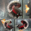 Live Male Betta Black Copper Red Tri-colors Over Halfmoon (TNK-A729) High quality what you see what you get!!