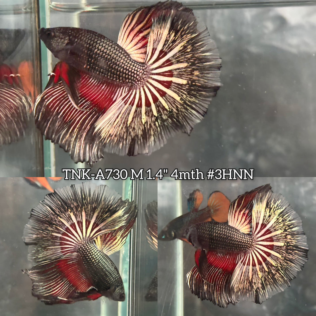 Live Male Betta Black Copper Dragon Over Halfmoon (TNK-A730) High quality what you see what you get!!