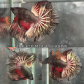 Live Male Betta Black Copper Dragon Over Halfmoon (TNK-A730) High quality what you see what you get!!
