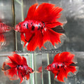 Live Male Betta Red Galaxy Koi Double tail Halfmoon (TNK-A731) High quality what you see what you get!!