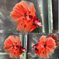 Live Male Betta Orange Nemo Koi Double tail Halfmoon (TNK-A732) High quality what you see what you get!!