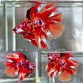 Live Male Betta Galaxy Nemo Double tail Halfmoon (TNK-A733) High quality what you see what you get!!