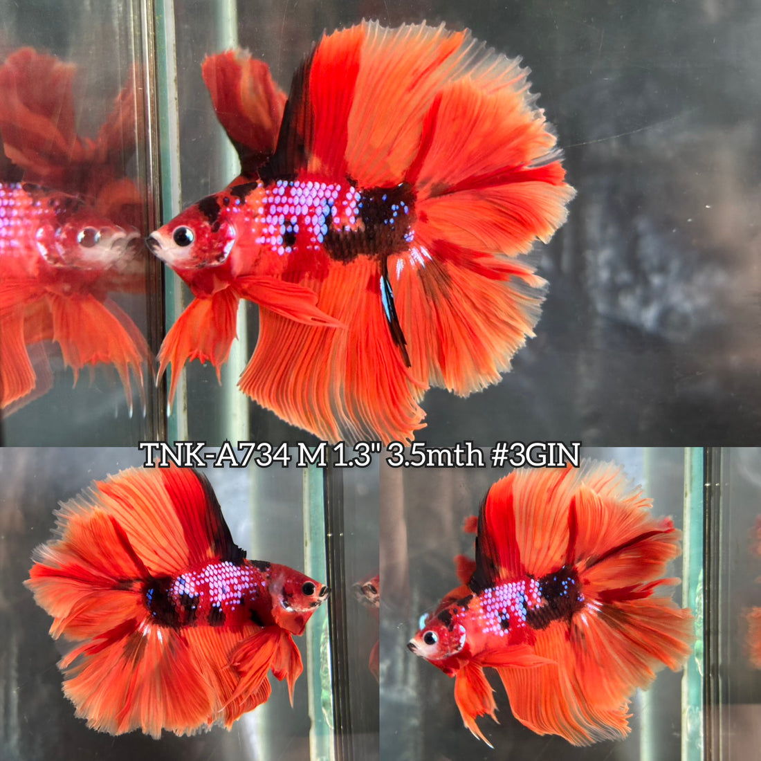 Live Male Betta Orange Galaxy Nemo Double tail Halfmoon (TNK-A734) High quality what you see what you get!!