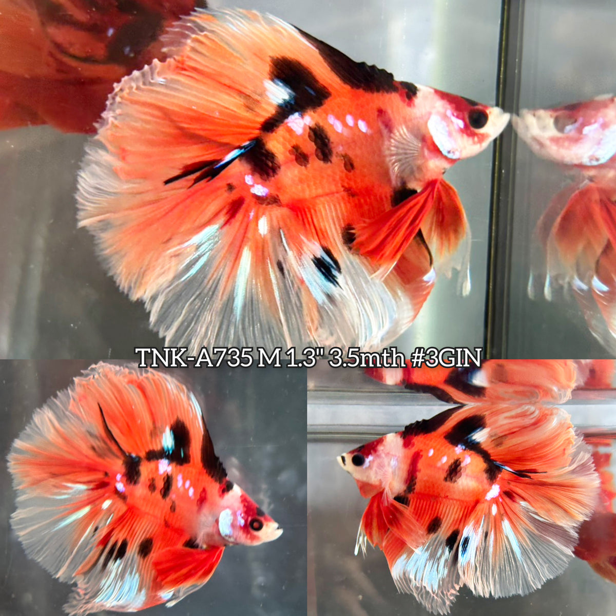 Live Male Betta Orange Nemo Koi Double tail Halfmoon (TNK-A735) S118 High quality what you see what you get!!