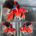 Live Male Betta Red Koi Double tail Halfmoon (TNK-A736) High quality what you see what you get!!