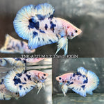 Live Male Betta Blue Marble Polkadot Plakat (TNK-A737) High quality what you see what you get!!