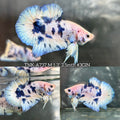 Live Male Betta Blue Marble Polkadot Plakat (TNK-A737) High quality what you see what you get!!