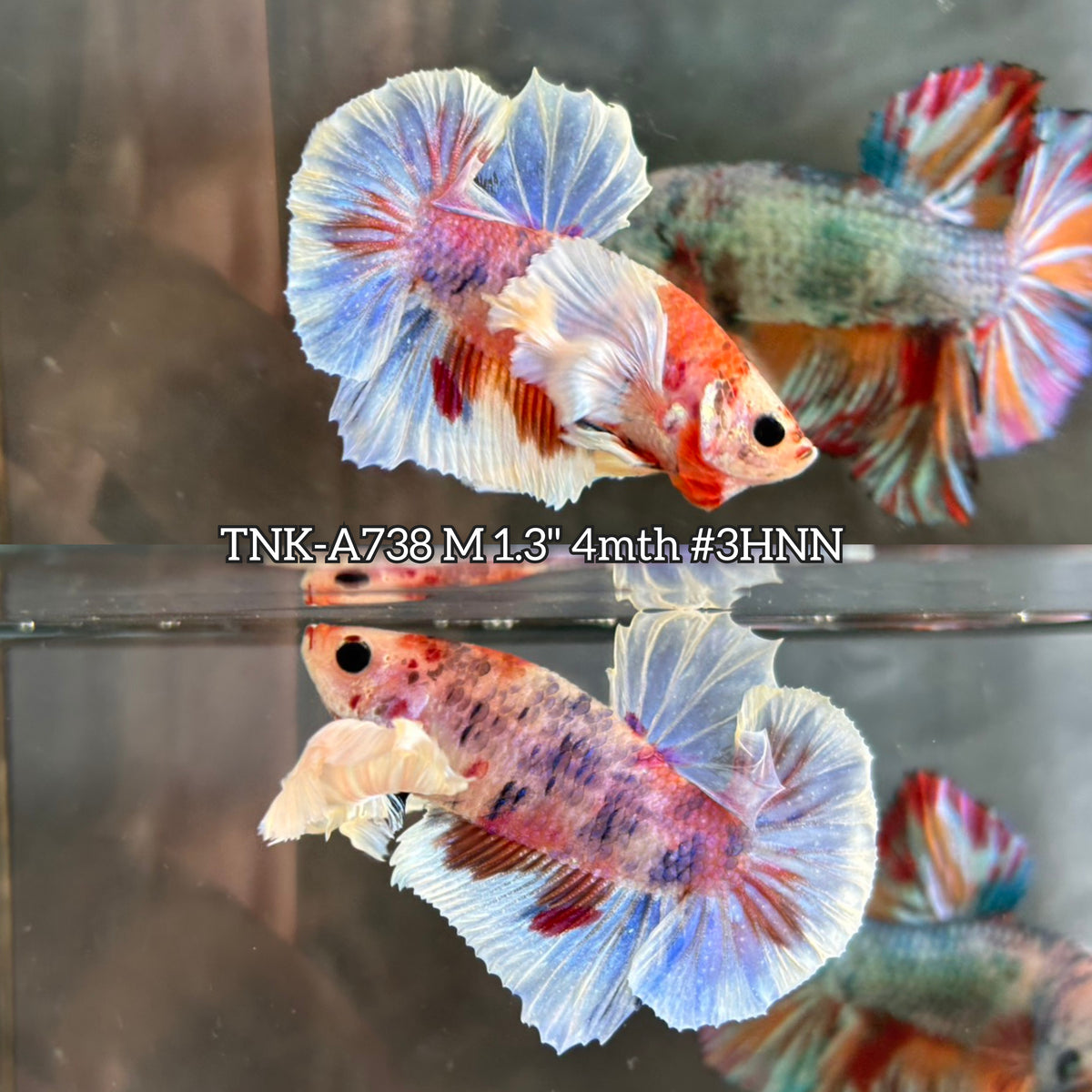 Live Male Betta Fancy Koi Dumbo big ear Plakat (TNK-A738)S183  High quality what you see what you get!!