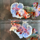 Live Male Betta Fancy Koi Dumbo big ear Plakat (TNK-A738)S183  High quality what you see what you get!!