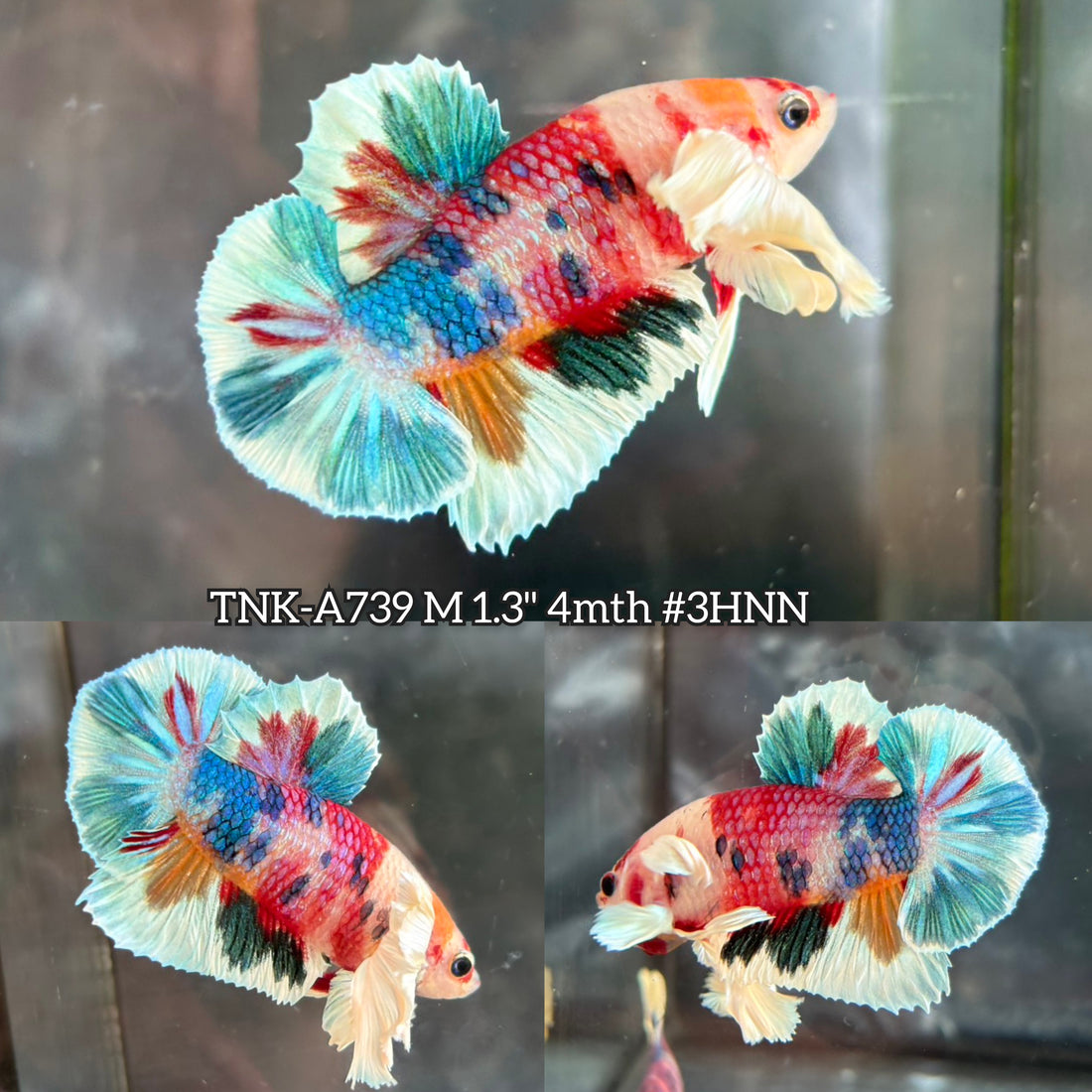 Live Male Betta Multicolors Koi Dumbo big ear Plakat (TNK-A739) High quality what you see what you get!!