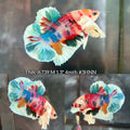 Live Male Betta Multicolors Koi Dumbo big ear Plakat (TNK-A739) High quality what you see what you get!!
