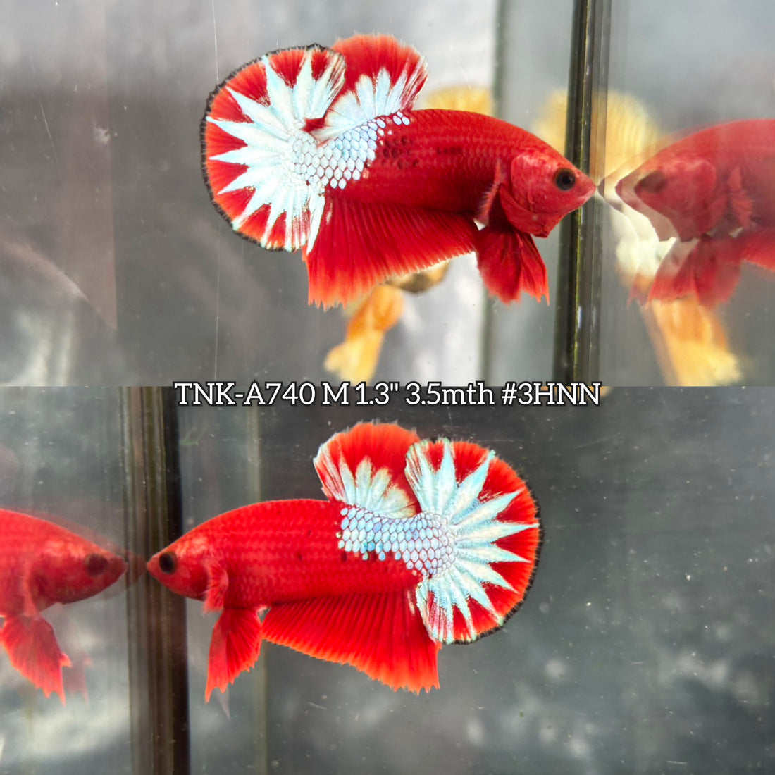 Live Male Betta Red Hellboy Startail Plakat (TNK-A740) High quality what you see what you get!!