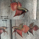 Live Male Betta Copper Samaragdina Hybrid Wild Plakat (BID-171) High quality what you see what you get!!