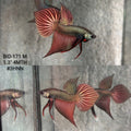 Live Male Betta Copper Samaragdina Hybrid Wild Plakat (BID-171) High quality what you see what you get!!