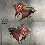 Live Male Betta Copper Samaragdina Hybrid Wild Plakat (BID-172) High quality what you see what you get!!
