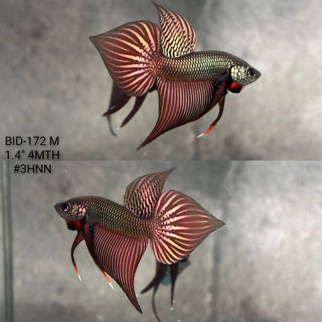 Live Male Betta Copper Samaragdina Hybrid Wild Plakat (BID-172) High quality what you see what you get!!
