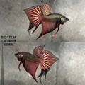 Live Male Betta Copper Samaragdina Hybrid Wild Plakat (BID-172) High quality what you see what you get!!