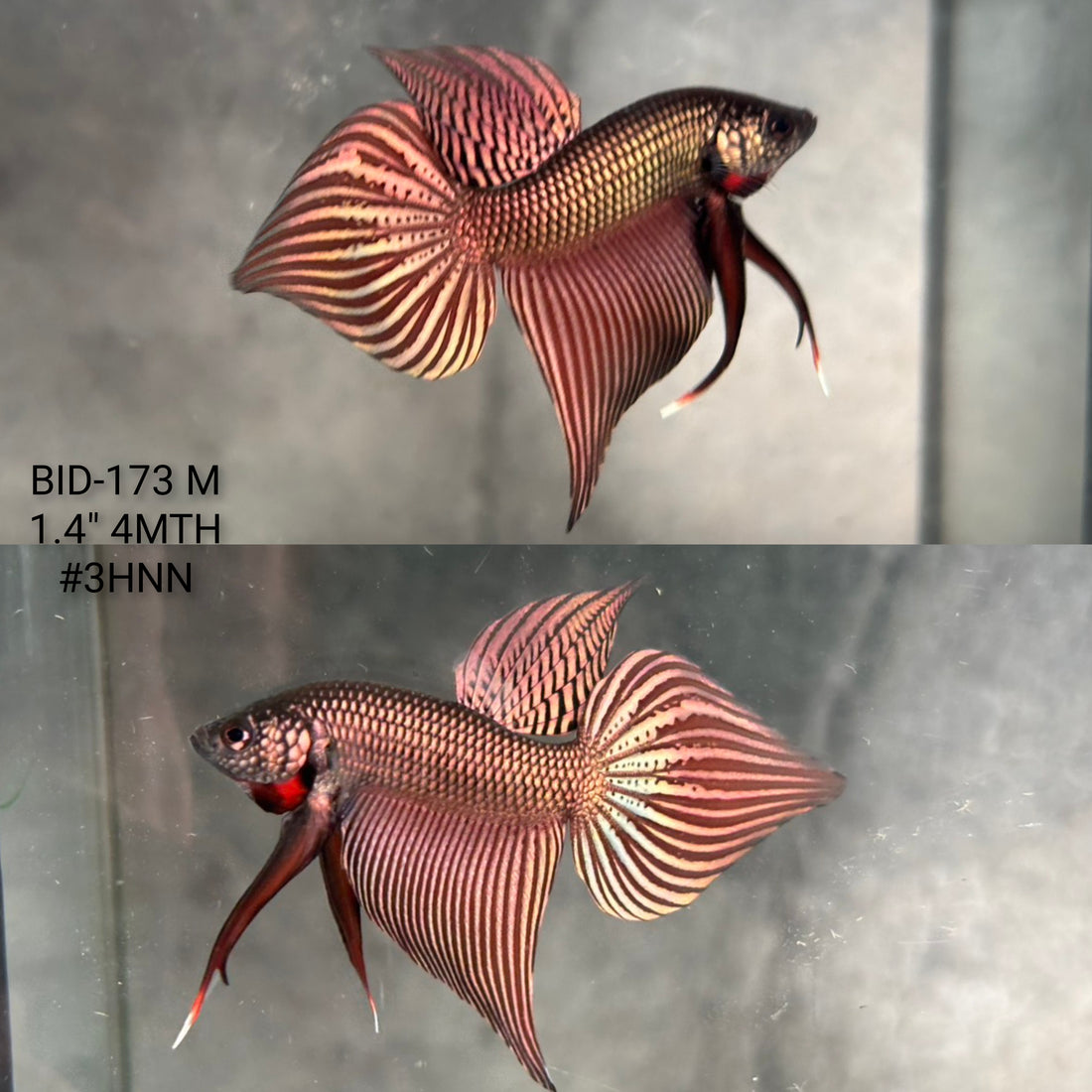 Live Male Betta Copper Samaragdina Hybrid Wild Plakat (BID-173) High quality what you see what you get!!