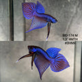 Live Male Betta Blue Samaragdina Hybrid Wild Plakat (BID-174) High quality what you see what you get!!