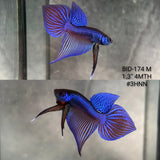 Live Male Betta Blue Samaragdina Hybrid Wild Plakat (BID-174) S177 High quality what you see what you get!!