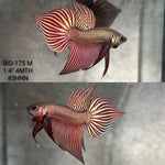 Live Male Betta Copper Samaragdina Hybrid Wild Plakat (BID-175) High quality what you see what you get!!