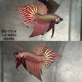 Live Male Betta Copper Samaragdina Hybrid Wild Plakat (BID-175) High quality what you see what you get!!