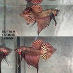 Live Male Betta Copper Samaragdina Hybrid Wild Plakat (BID-176) High quality what you see what you get!!