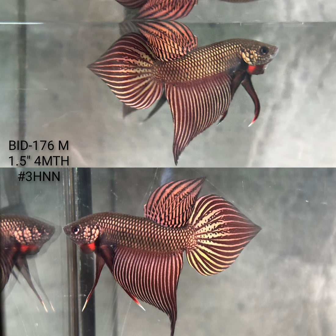 Live Male Betta Copper Samaragdina Hybrid Wild Plakat (BID-176) High quality what you see what you get!!