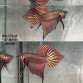 Live Male Betta Copper Samaragdina Hybrid Wild Plakat (BID-176) High quality what you see what you get!!