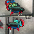 Live Male Betta Green Red Original Imbellis Wild Plakat (BID-177) High quality what you see what you get!!