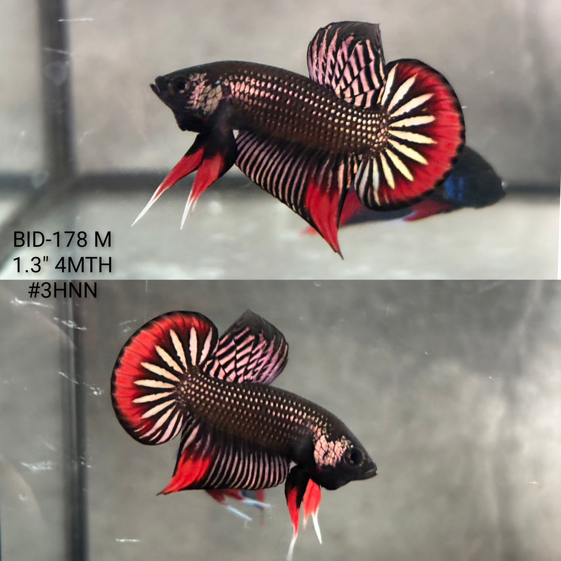 Live Male Betta Copper Red Imbellis Hybrid Wild Plakat (BID-178) High quality what you see what you get!!