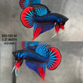 Live Male Betta Blue Red Imbellis Hybrid Wild Plakat (BID-180) High quality what you see what you get!!