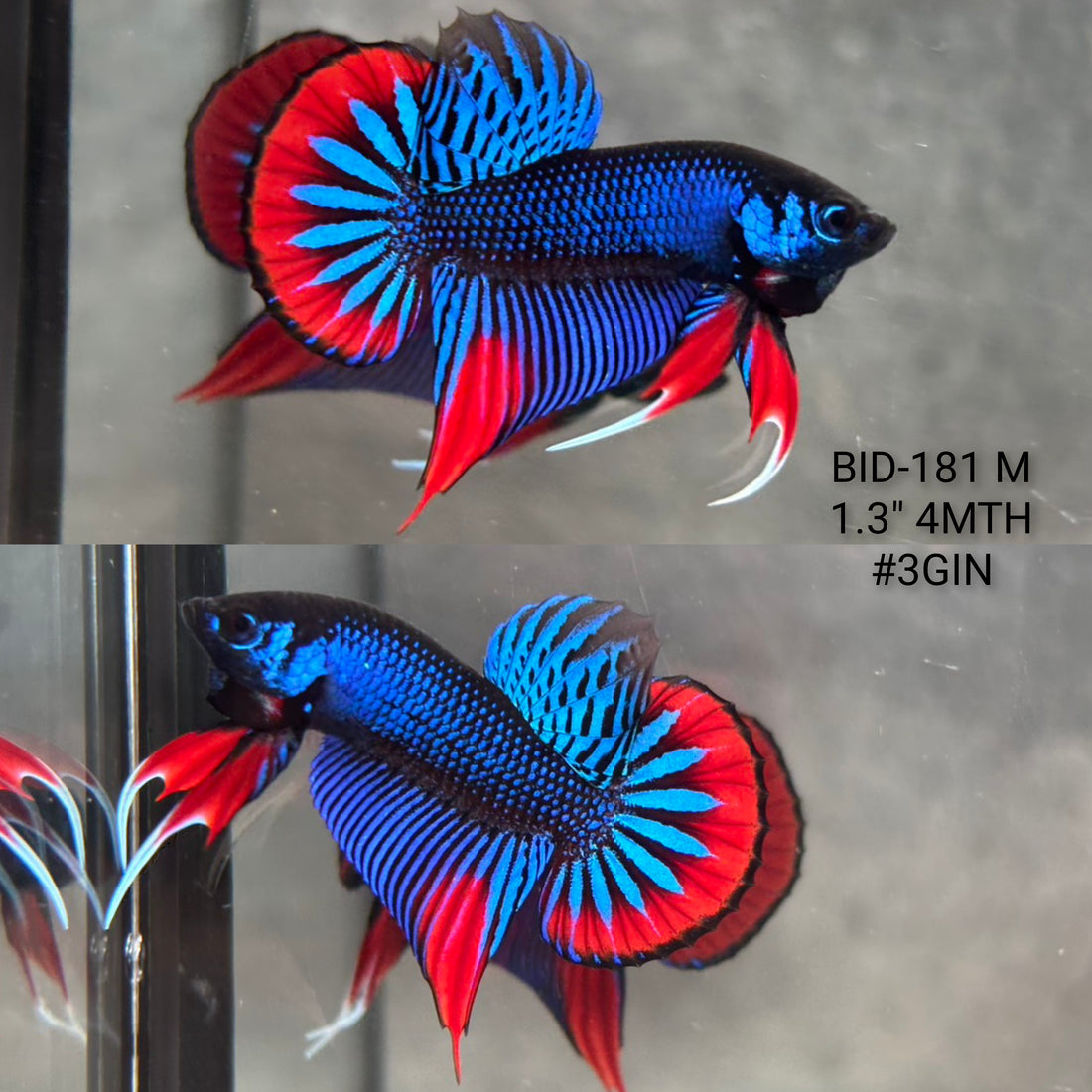 Live Male Betta Blue Red Imbellis Hybrid Wild Plakat (BID-181) High quality what you see what you get!!