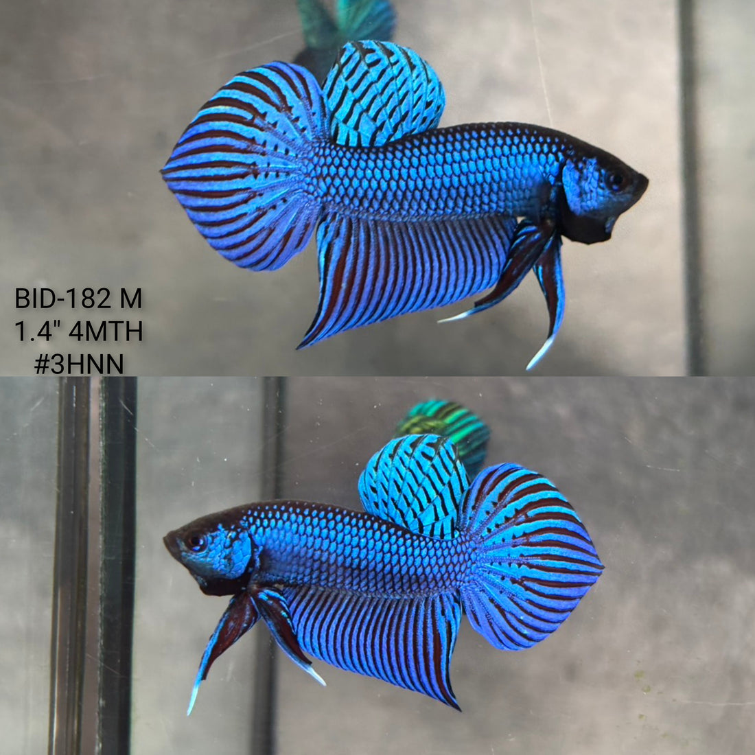 Live Male Betta Blue Mahachai Hybrid Wild Plakat (BID-182) High quality what you see what you get!!