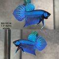 Live Male Betta Blue Mahachai Hybrid Wild Plakat (BID-182) High quality what you see what you get!!