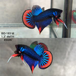 Live Male Betta Blue Red Imbellis Hybrid Wild Plakat (BID-183) High quality what you see what you get!!