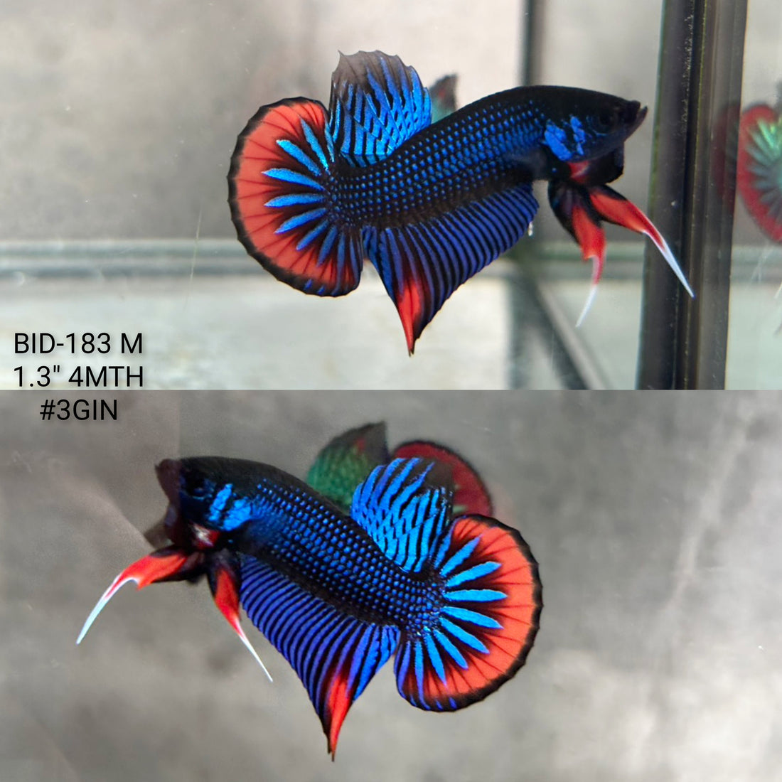 Live Male Betta Blue Red Imbellis Hybrid Wild Plakat (BID-183) High quality what you see what you get!!