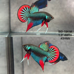 Live Male Betta Green Red Original Imbellis Wild Plakat (BID-184) High quality what you see what you get!!