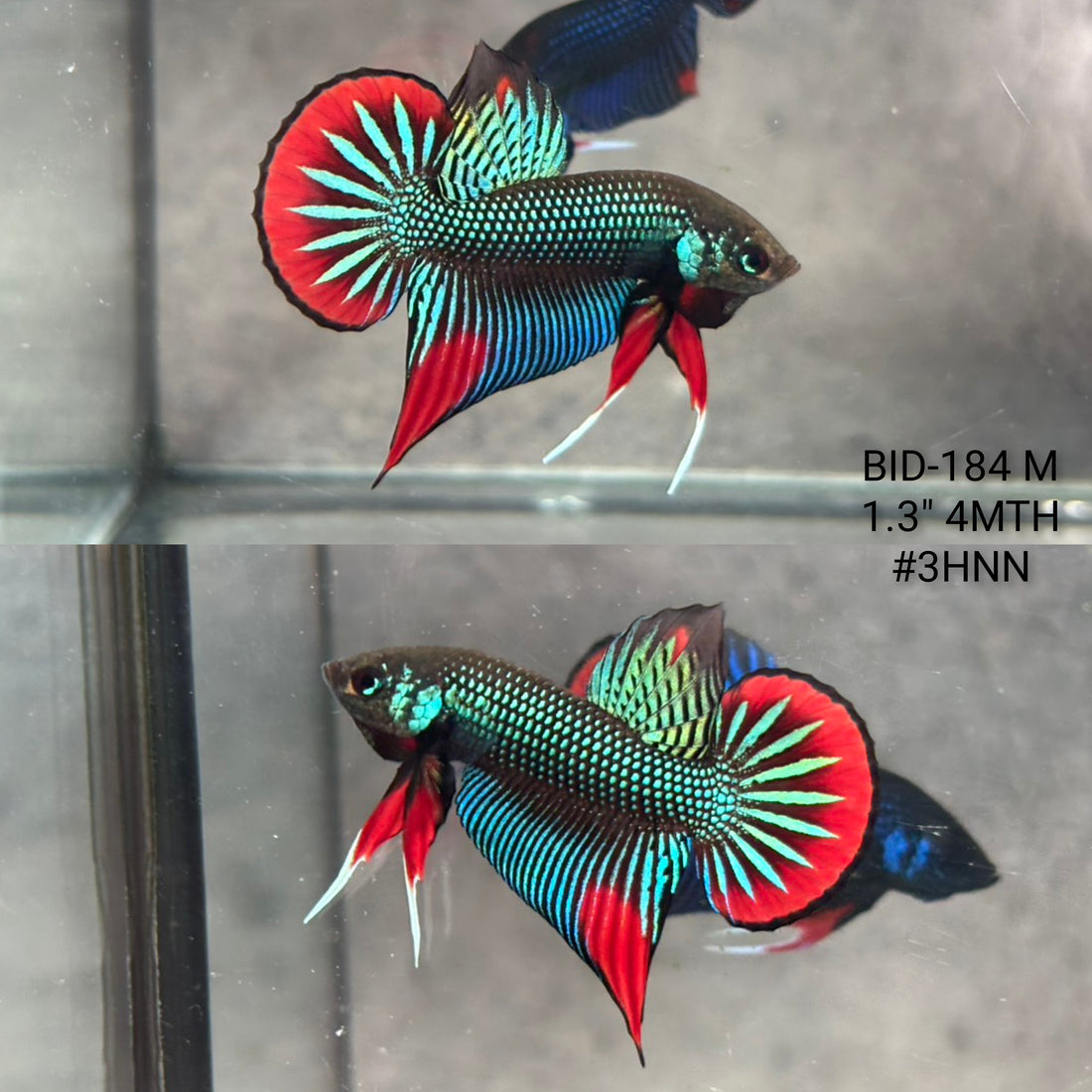Live Male Betta Green Red Original Imbellis Wild Plakat (BID-184) High quality what you see what you get!!