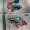 Live Male Betta Green Red Original Imbellis Wild Plakat (BID-184) High quality what you see what you get!!