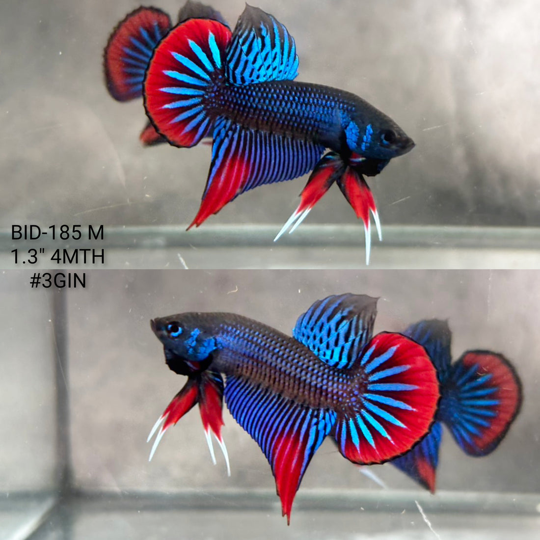Live Male Betta Blue Red Imbellis Hybrid Wild Plakat (BID-185) High quality what you see what you get!!