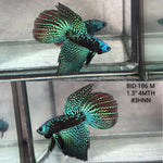 Live Male Betta Green Black Samurai Alien Wild Hybrid Shape  (BID-186) High quality what you see what you get!!