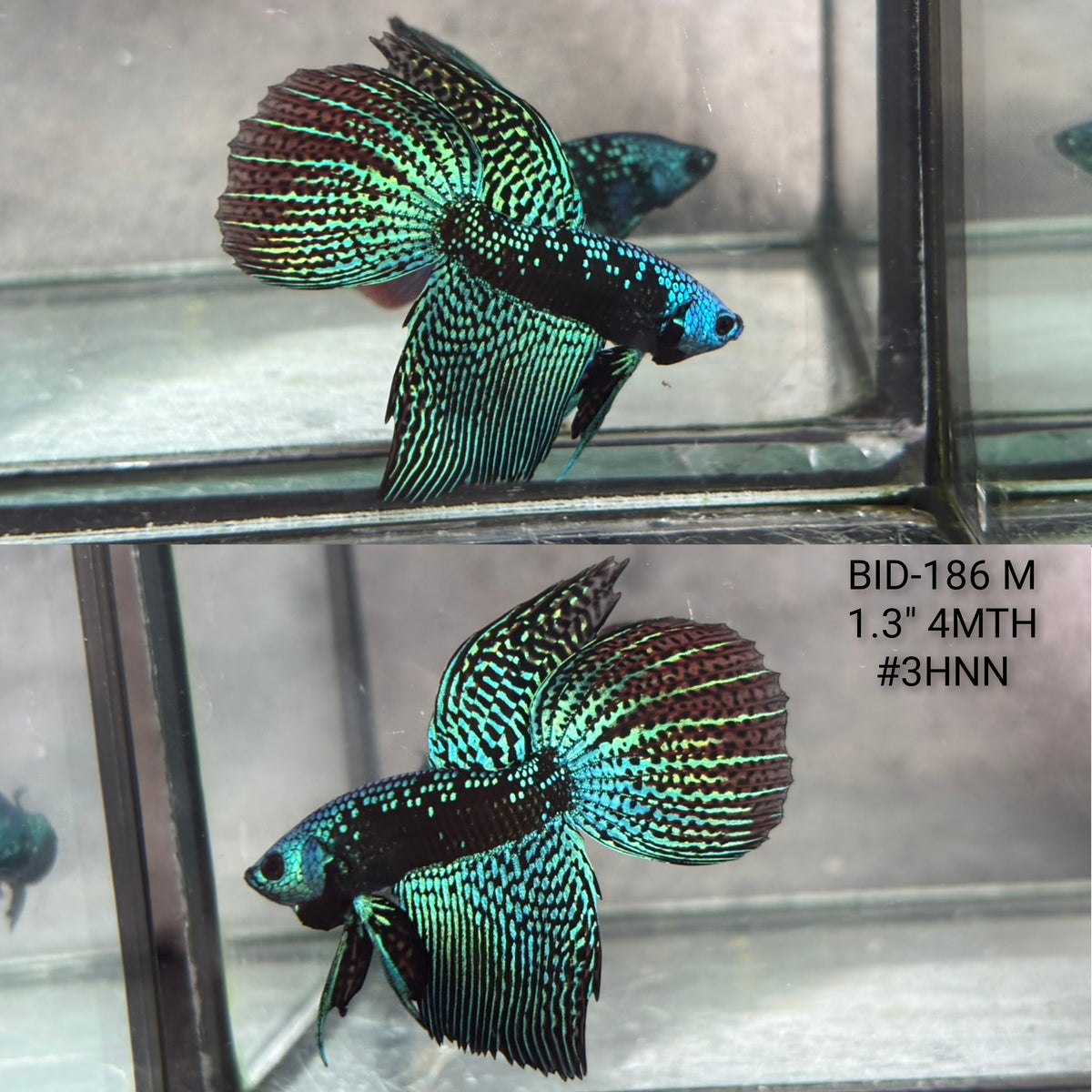 Live Male Betta Green Black Samurai Alien Wild Hybrid Shape  (BID-186) S257 High quality what you see what you get!!