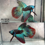 Live Male Betta Green Black Samurai Alien Wild Hybrid Shape  (BID-187) High quality what you see what you get!!
