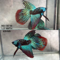 Live Male Betta Green Black Samurai Alien Wild Hybrid Shape  (BID-187) High quality what you see what you get!!